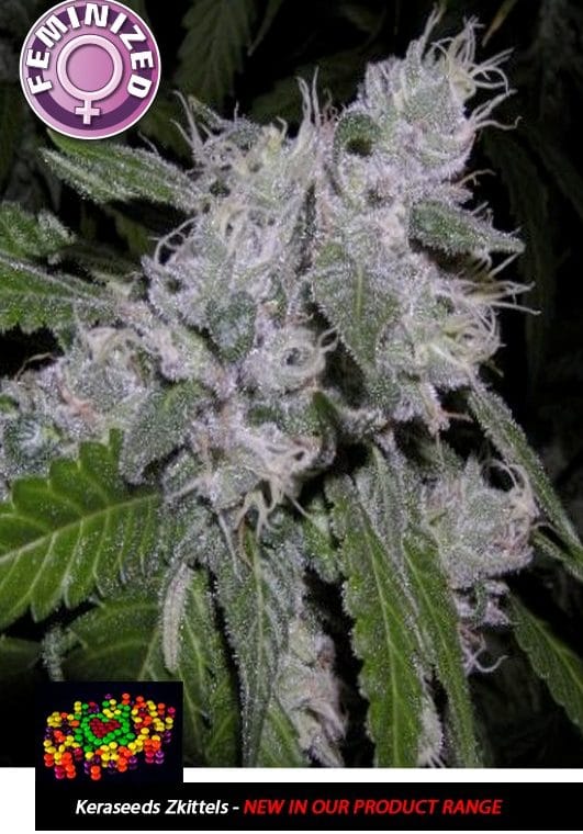 Kera California - Zkittels cannabis seeds – Mostly Indica – 12/12 Photoperiod – Female seeds – image 1 from Seed City