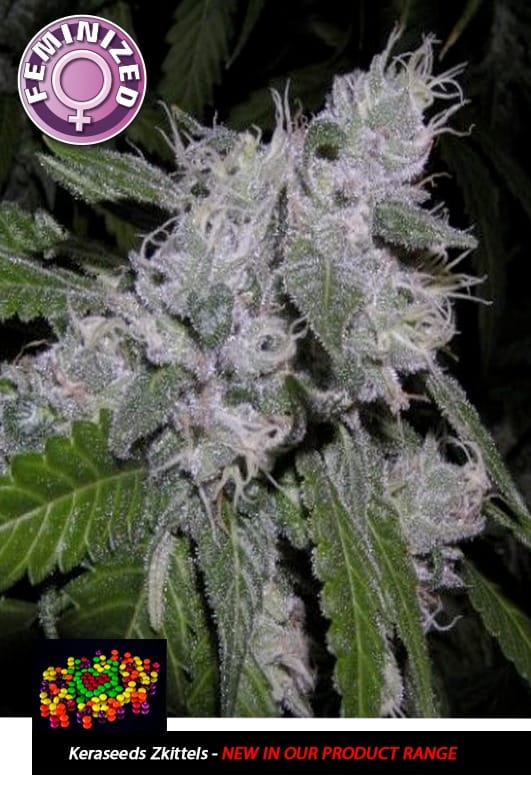 Kera California - Zkittels cannabis seeds – Mostly Indica – 12/12 Photoperiod – Female seeds – image 1 from Seed City