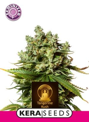 Kera California – Tangerine Kush