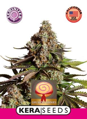 Kera California - Girl Scout Cookies cannabis – image 1 – Seed City