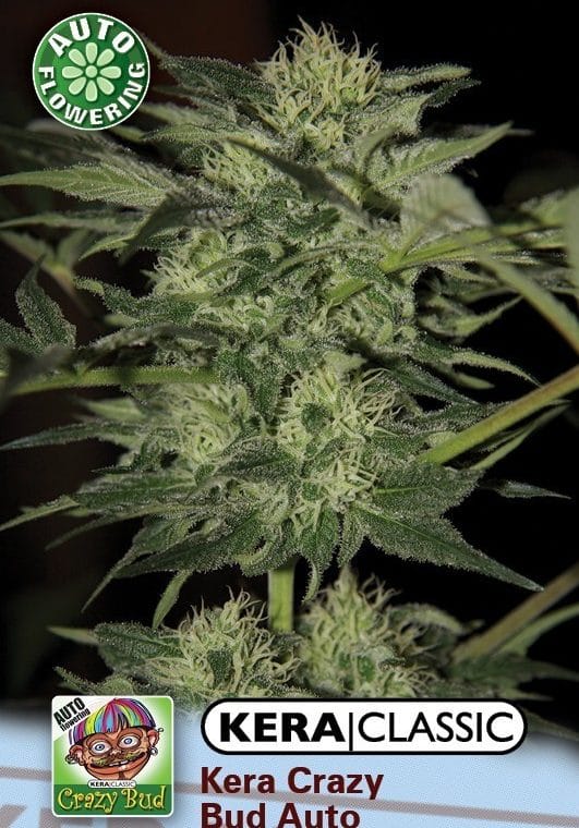 Kera Classic Auto - Crazy Bud Auto cannabis seeds – Short (up to 80cm) – Sweet – Relaxing – image 1 from Seed City