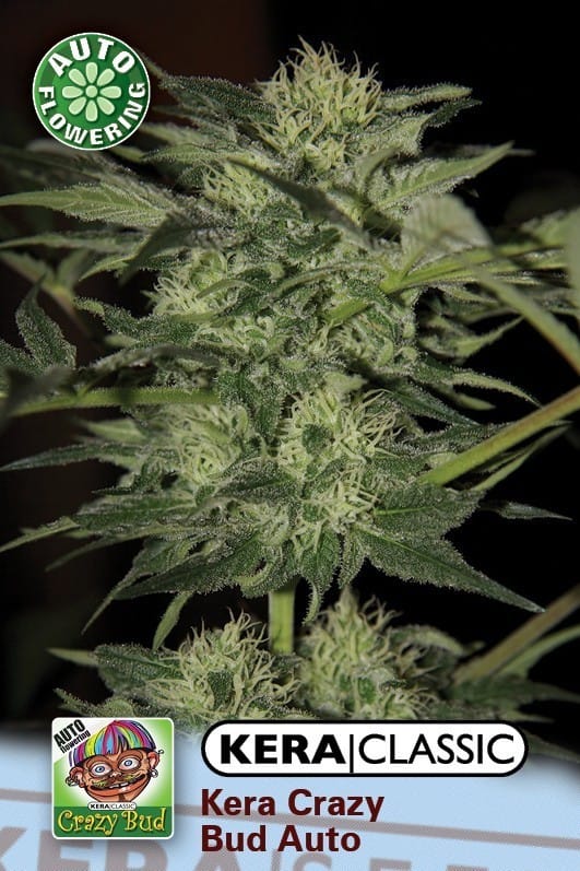 Kera Classic Auto - Crazy Bud Auto cannabis seeds – Short (up to 80cm) – Sweet – Relaxing – image 1 from Seed City