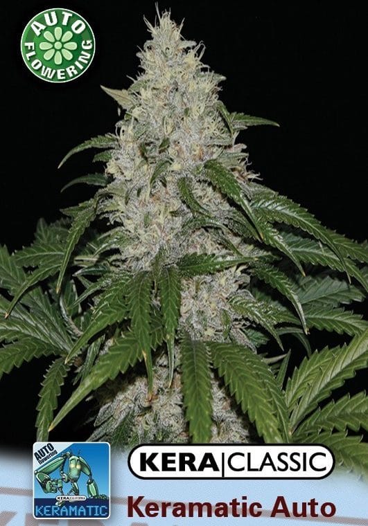Kera Classic Auto - Keramatic Auto cannabis – image 1 – Seed City