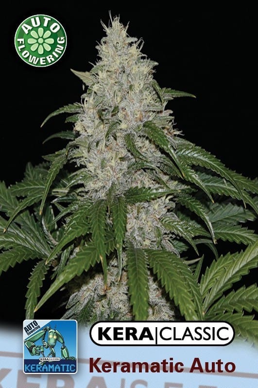Kera Classic Auto - Keramatic Auto cannabis – image 1 – Seed City