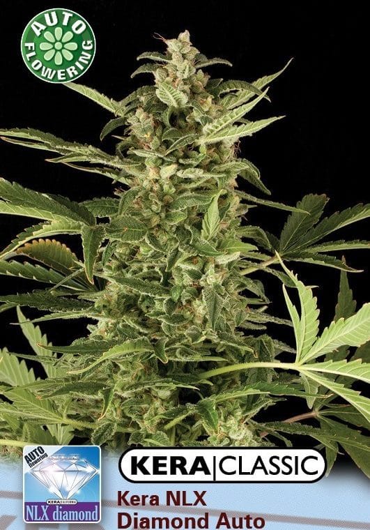 Kera Classic Auto - NLX Diamond Auto cannabis – image 1 – Seed City