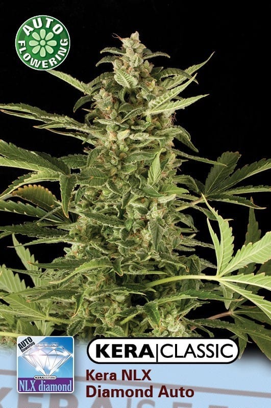 Kera Classic Auto - NLX Diamond Auto cannabis – image 1 – Seed City