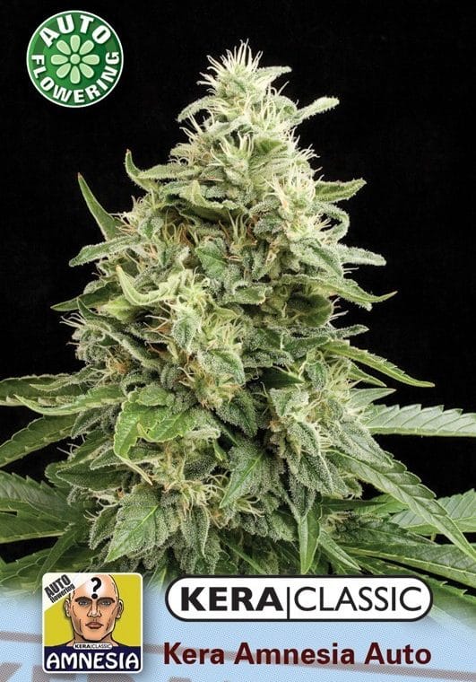 Kera Classic Auto - Amnesia Auto cannabis – image 1 – Seed City