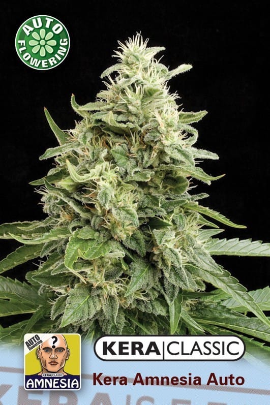 Kera Classic Auto - Amnesia Auto cannabis – image 1 – Seed City