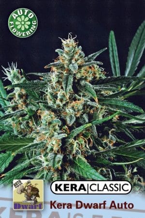Kera Classic Auto – Kera Dwarf Auto