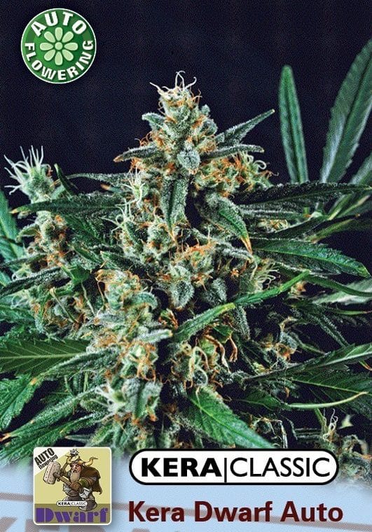 Kera Classic Auto - Kera Dwarf Auto by Kera Seeds – Indica – Skunky – Short (up to 80cm) – image 1 – Seed City