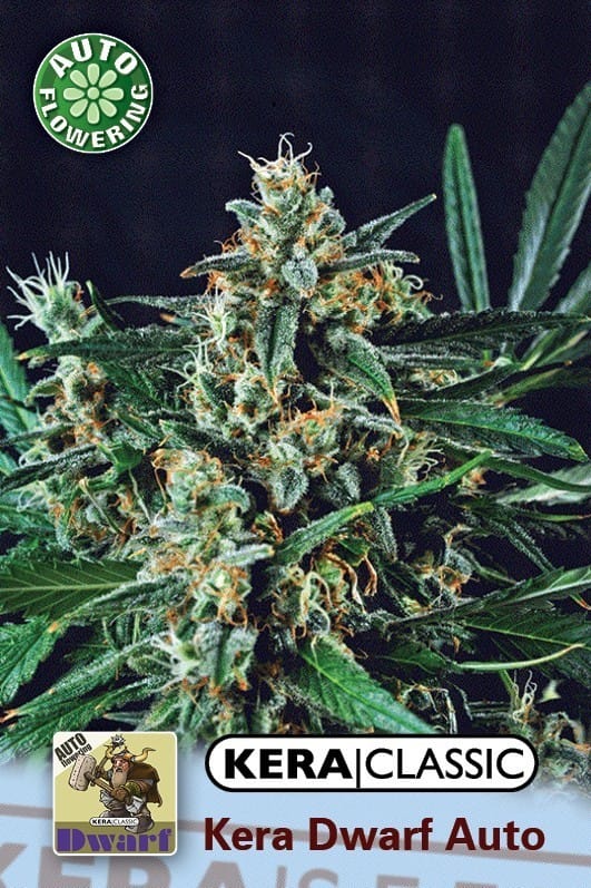 Kera Classic Auto - Kera Dwarf Auto by Kera Seeds – Indica – Skunky – Short (up to 80cm) – image 1 – Seed City