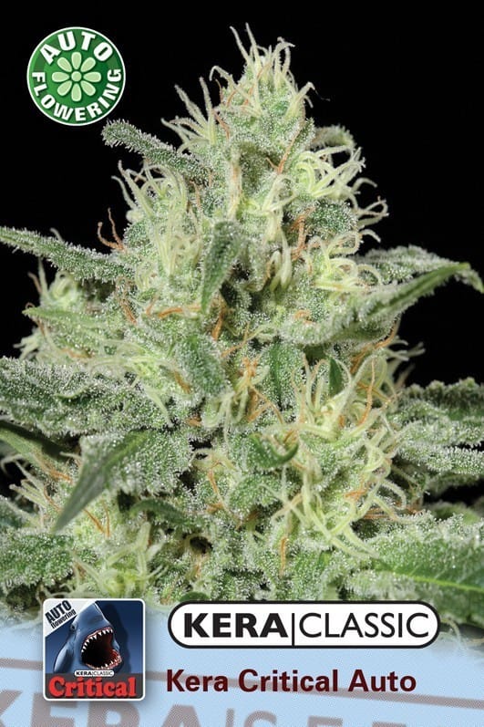 Kera Classic Auto - Kera Critical Auto from Kera Seeds