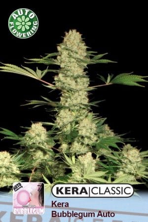 Kera Classic Auto – Bubblegum Auto