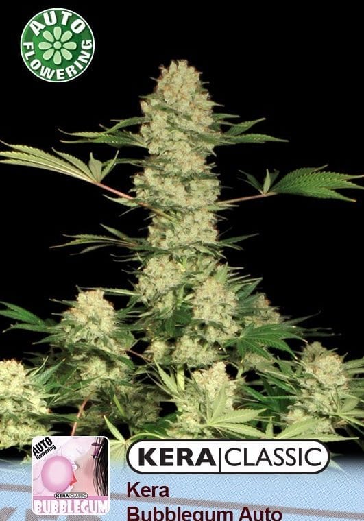 Kera Classic Auto - Bubblegum Auto cannabis seeds – Female seeds – Strawberry – Auto-Flowering – image 1 from Seed City