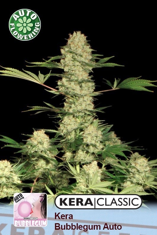 Kera Classic Auto - Bubblegum Auto cannabis seeds – Female seeds – Strawberry – Auto-Flowering – image 1 from Seed City