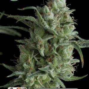 Image 1 of Kera Classic Auto - OG Kush Auto cannabis by Kera Seeds – Sweet – Feminized – Outdoor cultivation – Seed City