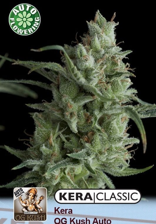 Image 1 of Kera Classic Auto - OG Kush Auto cannabis by Kera Seeds – Sweet – Feminized – Outdoor cultivation – Seed City