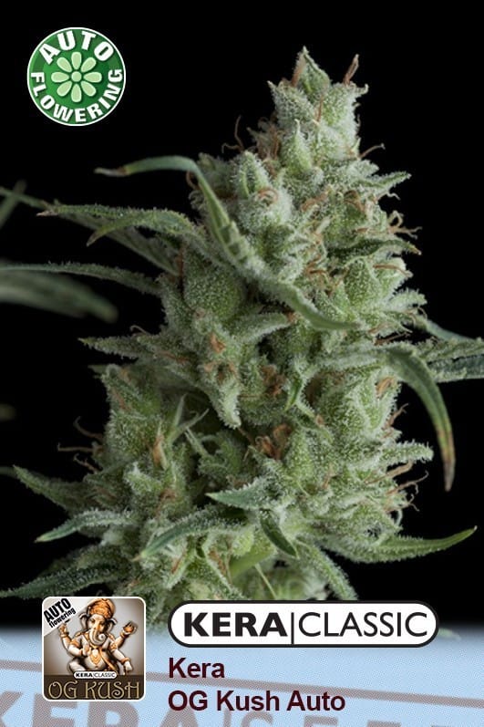 Image 1 of Kera Classic Auto - OG Kush Auto cannabis by Kera Seeds – Sweet – Feminized – Outdoor cultivation – Seed City