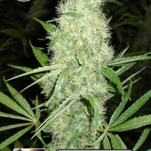 Kera Classic Auto - Dutch Power Auto cannabis seeds – Creative – Auto-Flowering – Feminized – image 1 from Seed City