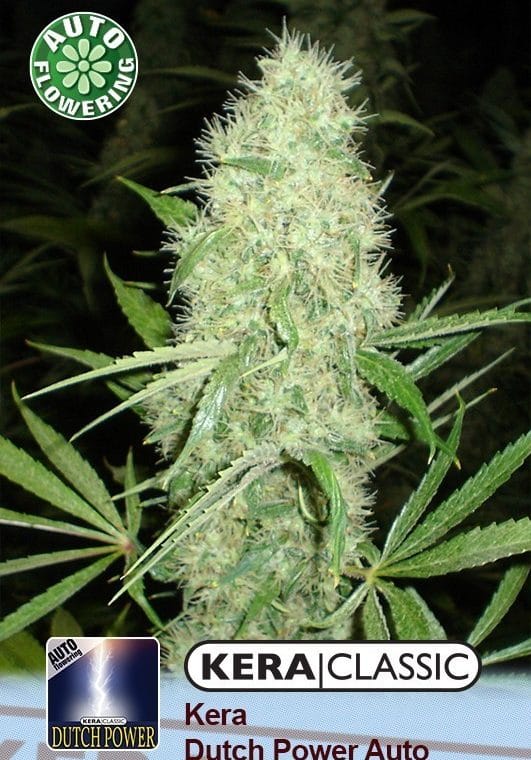 Kera Classic Auto - Dutch Power Auto cannabis seeds – Creative – Auto-Flowering – Feminized – image 1 from Seed City