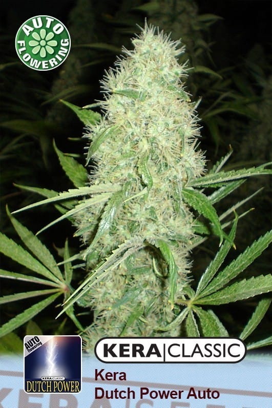 Kera Classic Auto - Dutch Power Auto cannabis seeds – Creative – Auto-Flowering – Feminized – image 1 from Seed City
