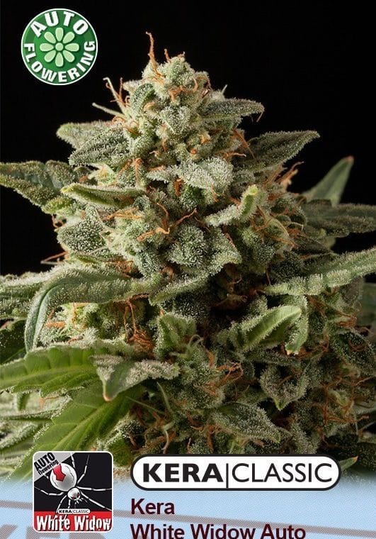 Kera Classic Auto - White Widow Auto cannabis – image 1 – Seed City
