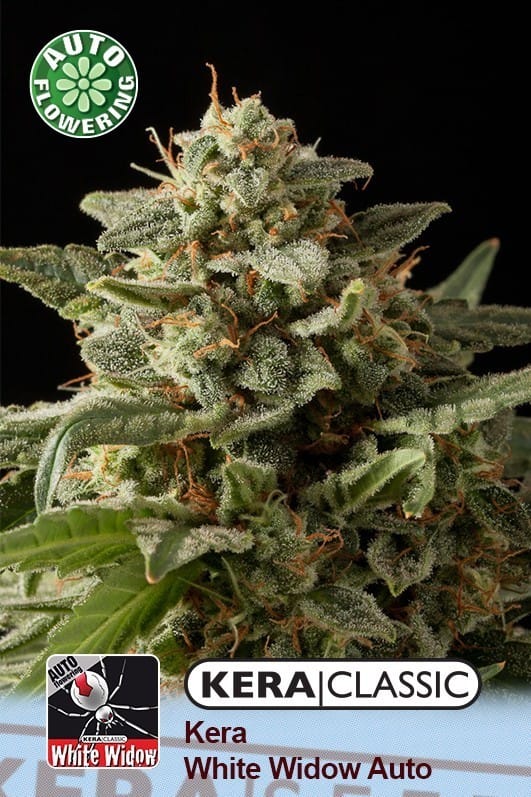 Kera Classic Auto - White Widow Auto cannabis – image 1 – Seed City