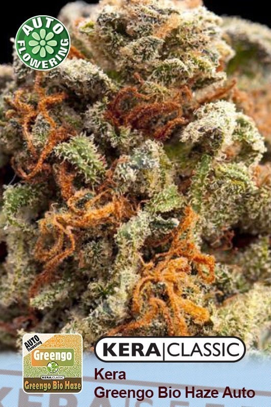 Kera Classic Auto - Greengo Bio Haze Auto by Kera Seeds – Auto-Flowering – Feminized – Outdoor – image 1 – Seed City