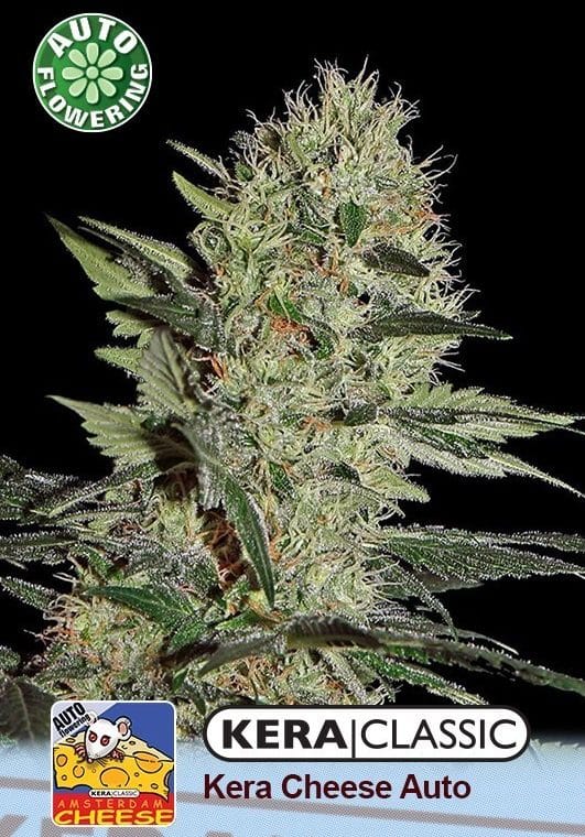Kera Classic Auto - Crazy Mouse Auto cannabis – image 1 – Seed City