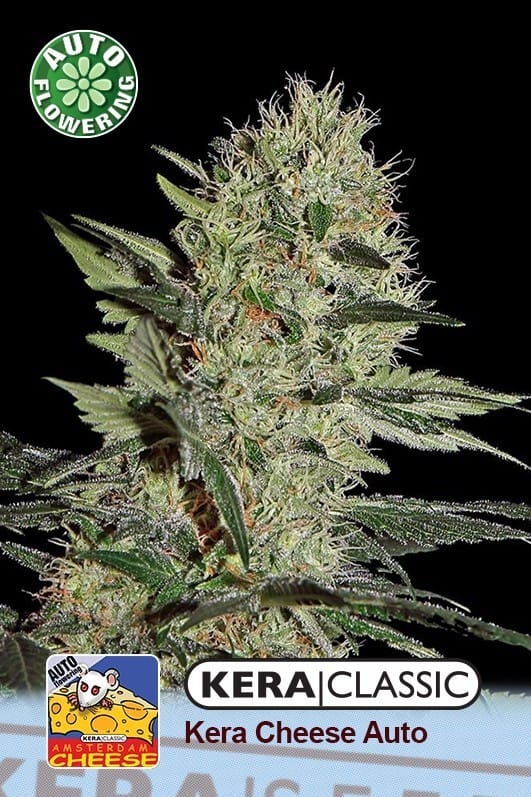Kera Classic Auto - Crazy Mouse Auto cannabis – image 1 – Seed City