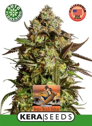 Kera Classic Auto - Venice Beach Afghan Auto cannabis – image 1 – Seed City