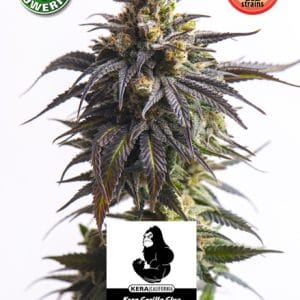 Kera Classic Auto - Gorilla Auto by Kera Seeds – Auto-Flowering – Outdoor – Mostly Indica – image 1 – Seed City