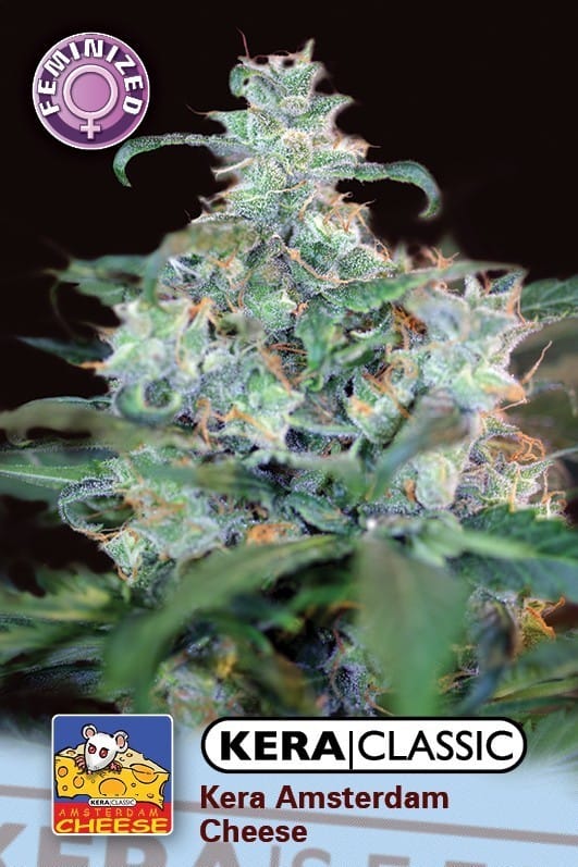 Kera Classic - Crazy Mouse cannabis seeds – Sativa-leaning – Middle of October – Stress Relief – image 1 from Seed City