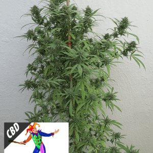 Kera Classic - CBD Harlequin cannabis – image 1 – Seed City