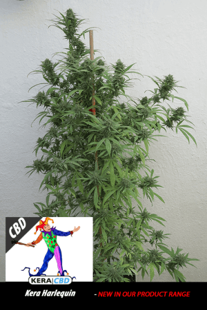 Kera Classic – CBD Harlequin