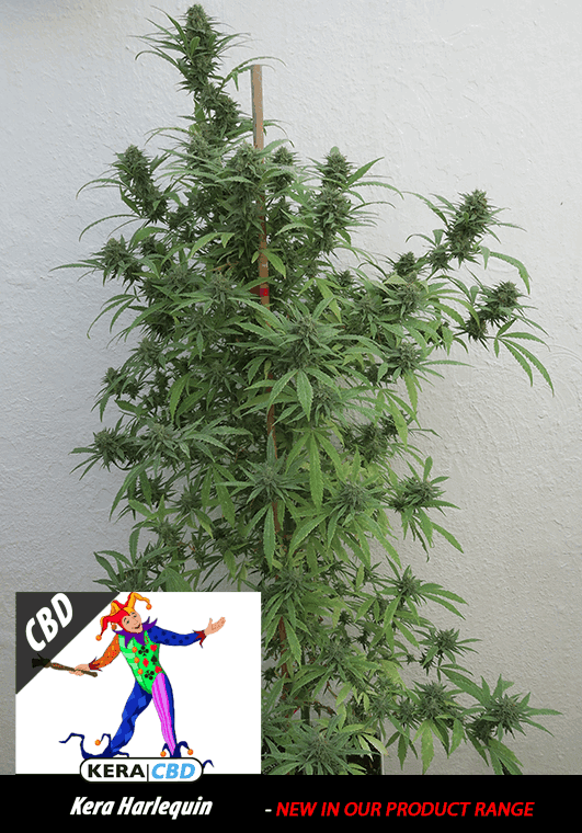 Kera Classic - CBD Harlequin cannabis – image 1 – Seed City