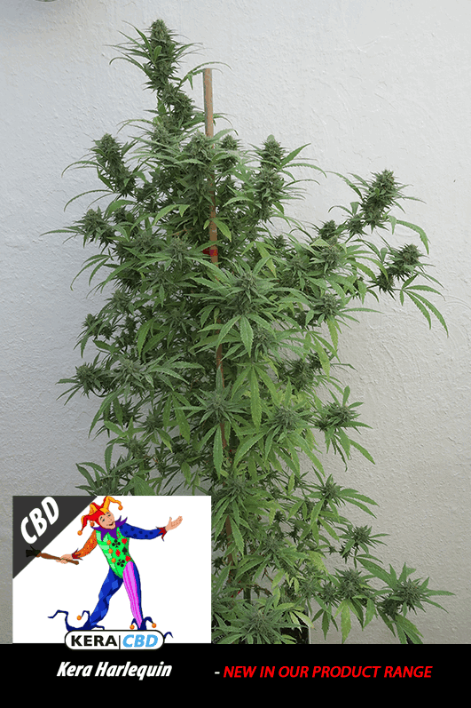 Kera Classic - CBD Harlequin cannabis – image 1 – Seed City