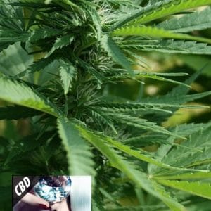 Kera Classic - CBD Black Diamond by Kera Seeds – Feminized – 12/12 Photoperiod – Indoor-friendly – image 1 – Seed City