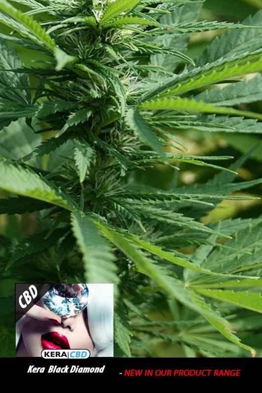 Kera Classic - CBD Black Diamond by Kera Seeds – Feminized – 12/12 Photoperiod – Indoor-friendly – image 1 – Seed City