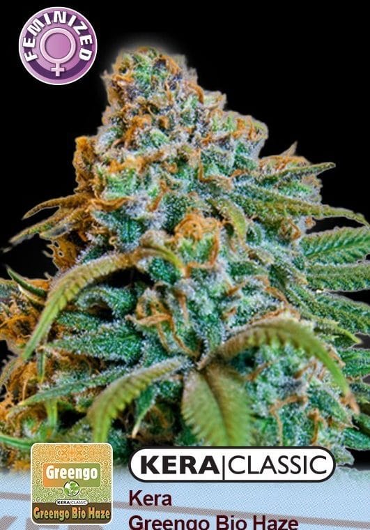 Kera Classic - Greengo Bio Haze by Kera Seeds – 12/12 Photoperiod – Sweet – Motivational – image 1 – Seed City