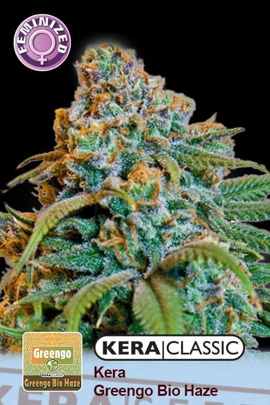 Kera Classic - Greengo Bio Haze by Kera Seeds – 12/12 Photoperiod – Sweet – Motivational – image 1 – Seed City