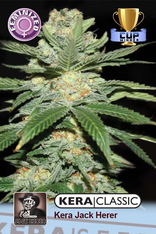 12/12 Photoperiod – Feminized – Lemon – Kera Classic - Jack Herer strain – image 1 – from Kera Seeds via Seed City
