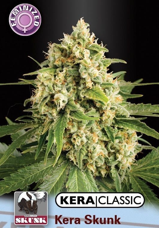 Kera Classic - Kera Skunk cannabis seeds – Stress Relief – Sweet – Tall (140cm plus) – image 1 from Seed City