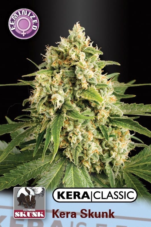 Kera Classic - Kera Skunk cannabis seeds – Stress Relief – Sweet – Tall (140cm plus) – image 1 from Seed City