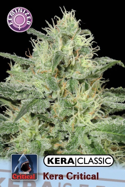 Kera Classic - Kera Critical cannabis seeds – Lemon – Feminized – Good for outdoor grow – image 1 from Seed City