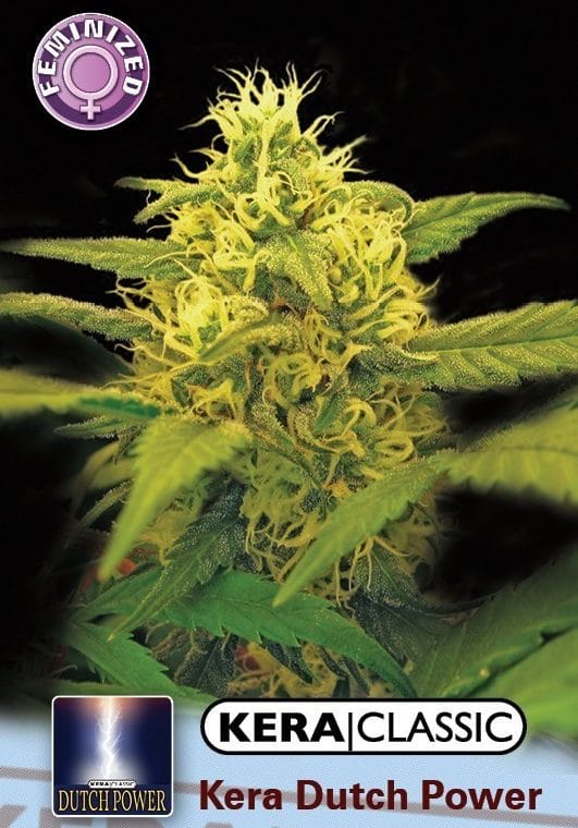Kera Classic - Kera Dutch Power cannabis seeds – Female seeds – Happy – Sativa-leaning – image 1 from Seed City