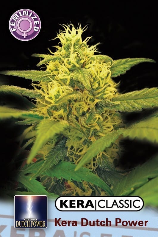 Kera Classic - Kera Dutch Power cannabis seeds – Female seeds – Happy – Sativa-leaning – image 1 from Seed City