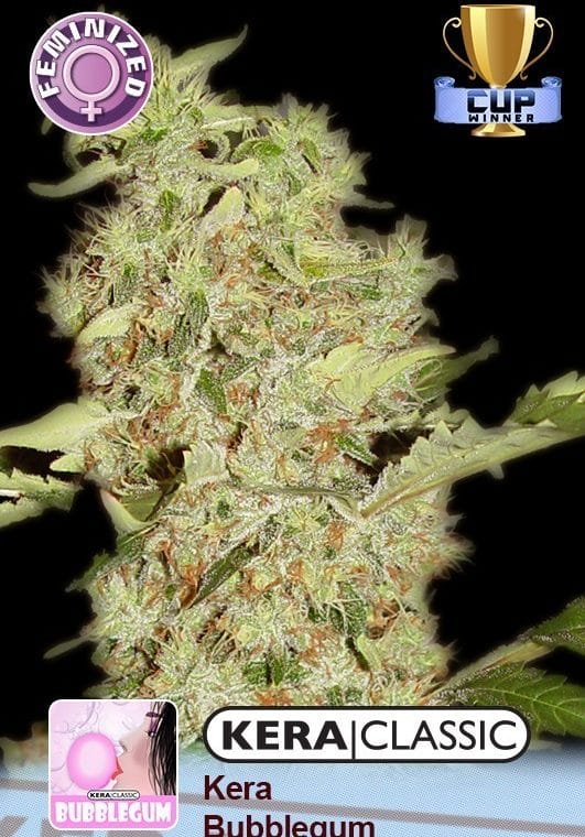Kera Classic - Kera Bubblegum cannabis seeds – Outdoor cultivation – Feminized – Euphoric – image 1 from Seed City