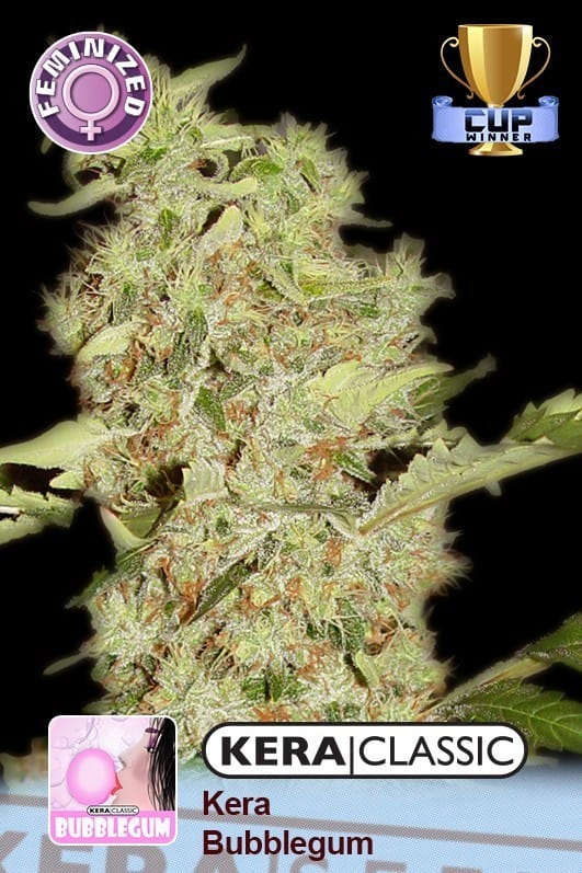 Kera Classic - Kera Bubblegum cannabis seeds – Outdoor cultivation – Feminized – Euphoric – image 1 from Seed City