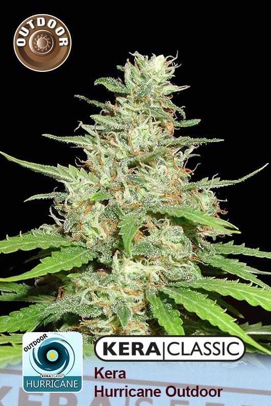 Kera Classic - Kera Outdoor Hurricane cannabis – image 1 – Seed City